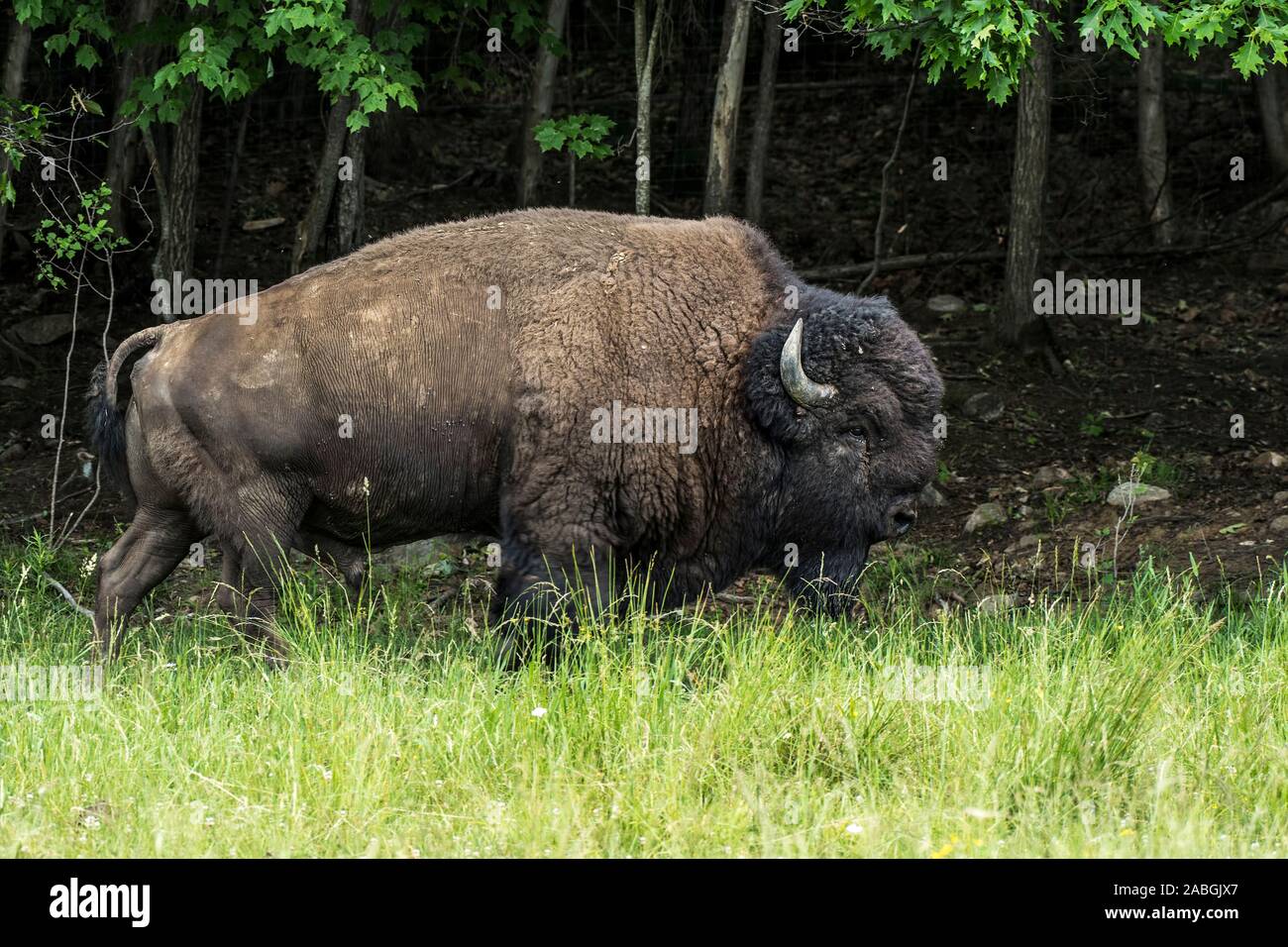 A big male Bison, in the grass by the forest edge. Stock Photo