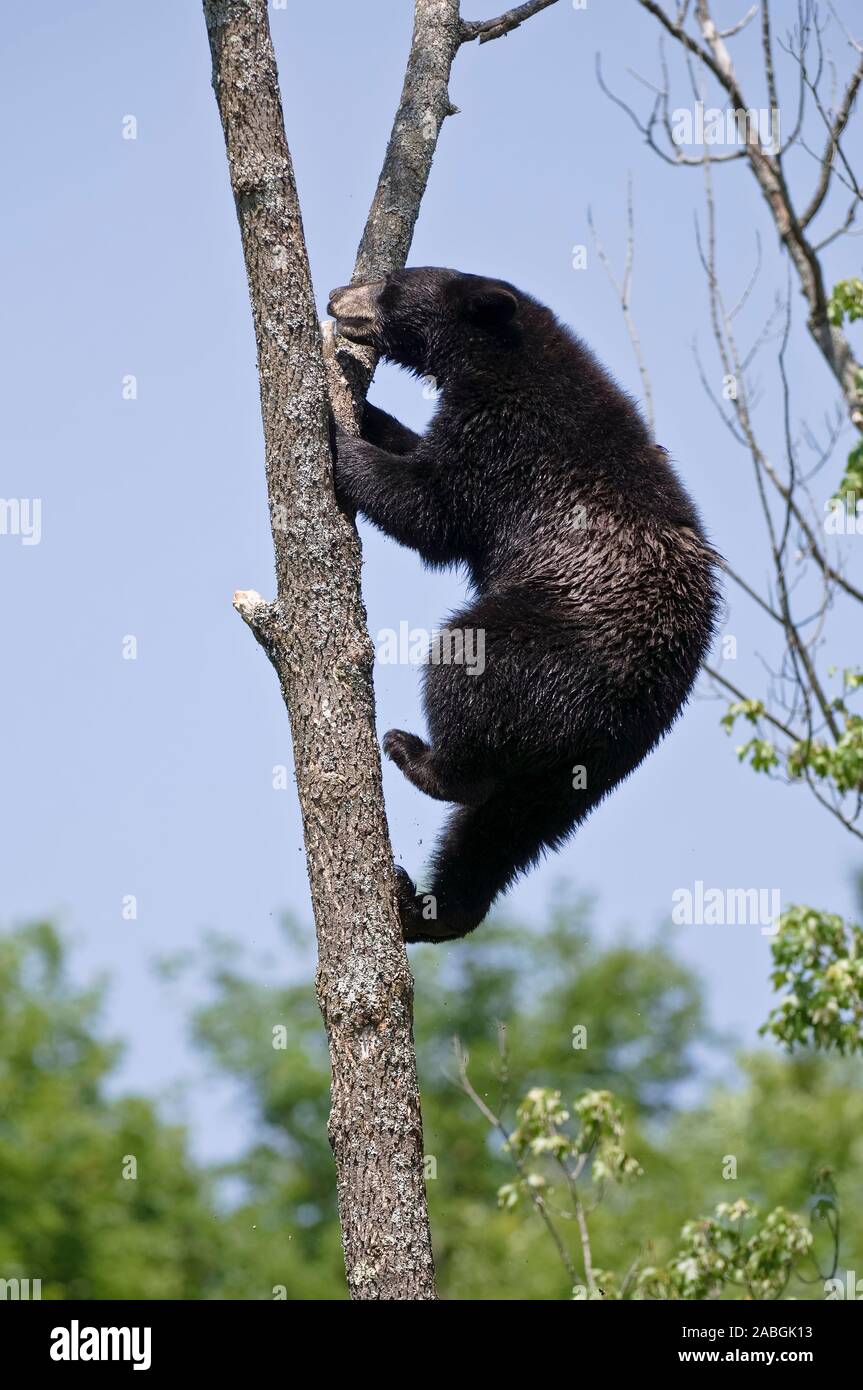 Black Bear up a tree. Stock Photo