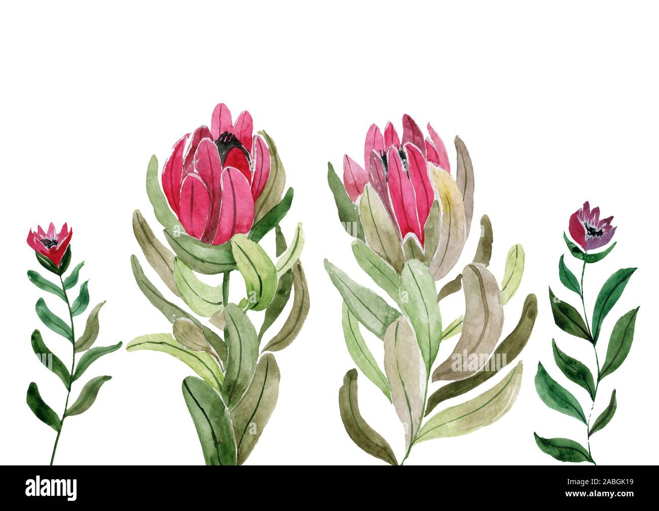 Watercolor Watercolor Isolated Drawing Exotic Flower Protea Flower Australia Watercolor Illustration Stock Photo Alamy