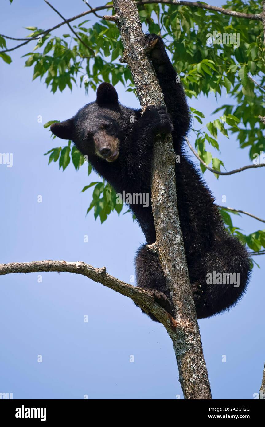 Black bear up a tree. Stock Photo