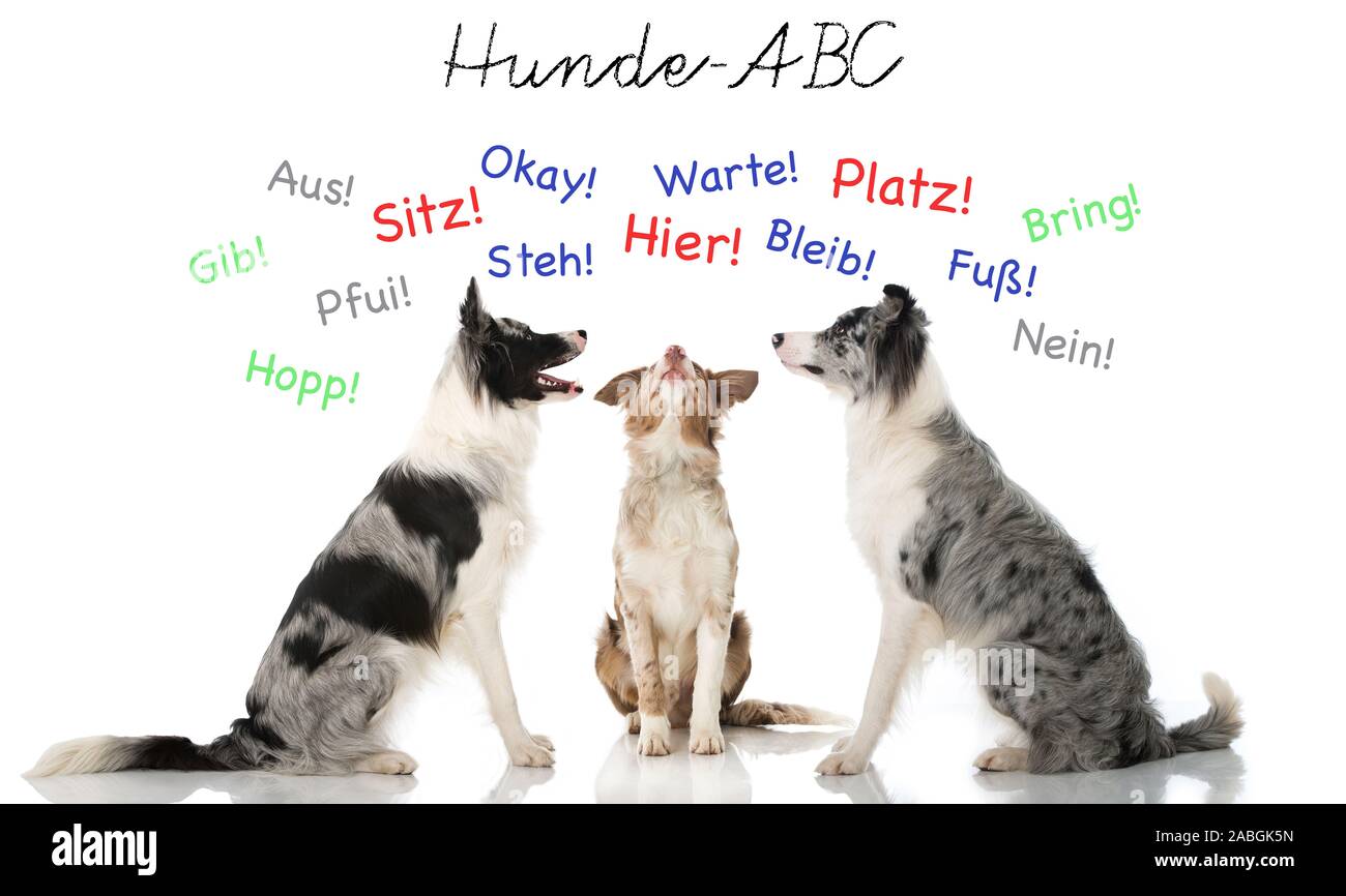 Three border collies isolated on white background Stock Photo