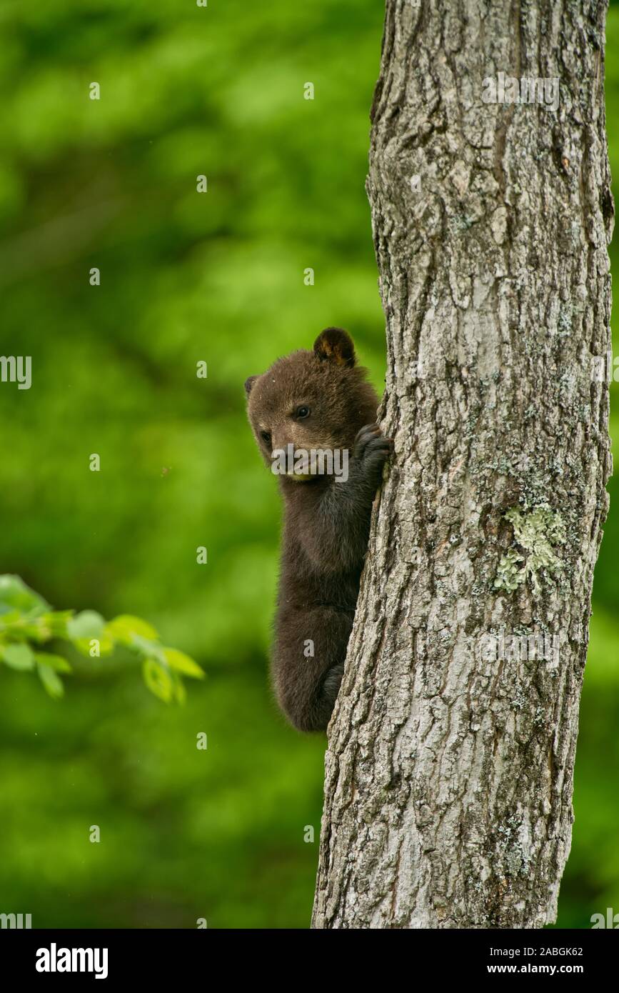 A baby Black Bear is hanging onto a tree trunk Stock Photo