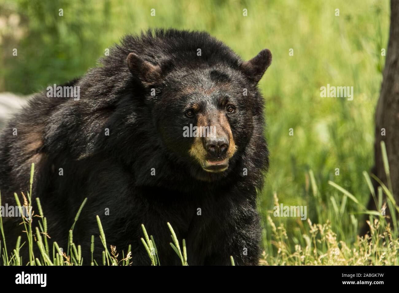 A Black bear is sitting in the green grass. Stock Photo