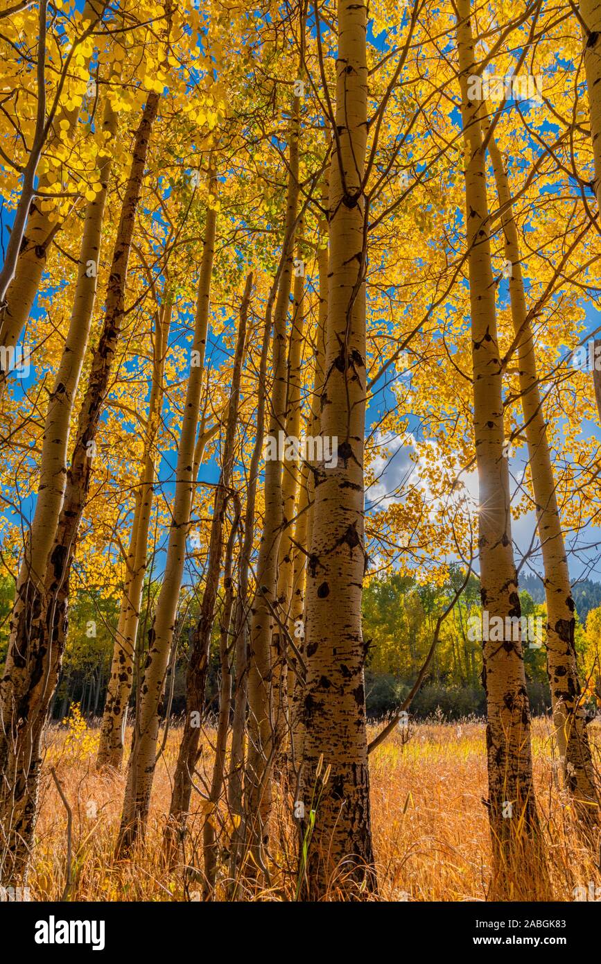 Aspen Leaves Changing in Golden Gate Canyon State Park Stock Photo