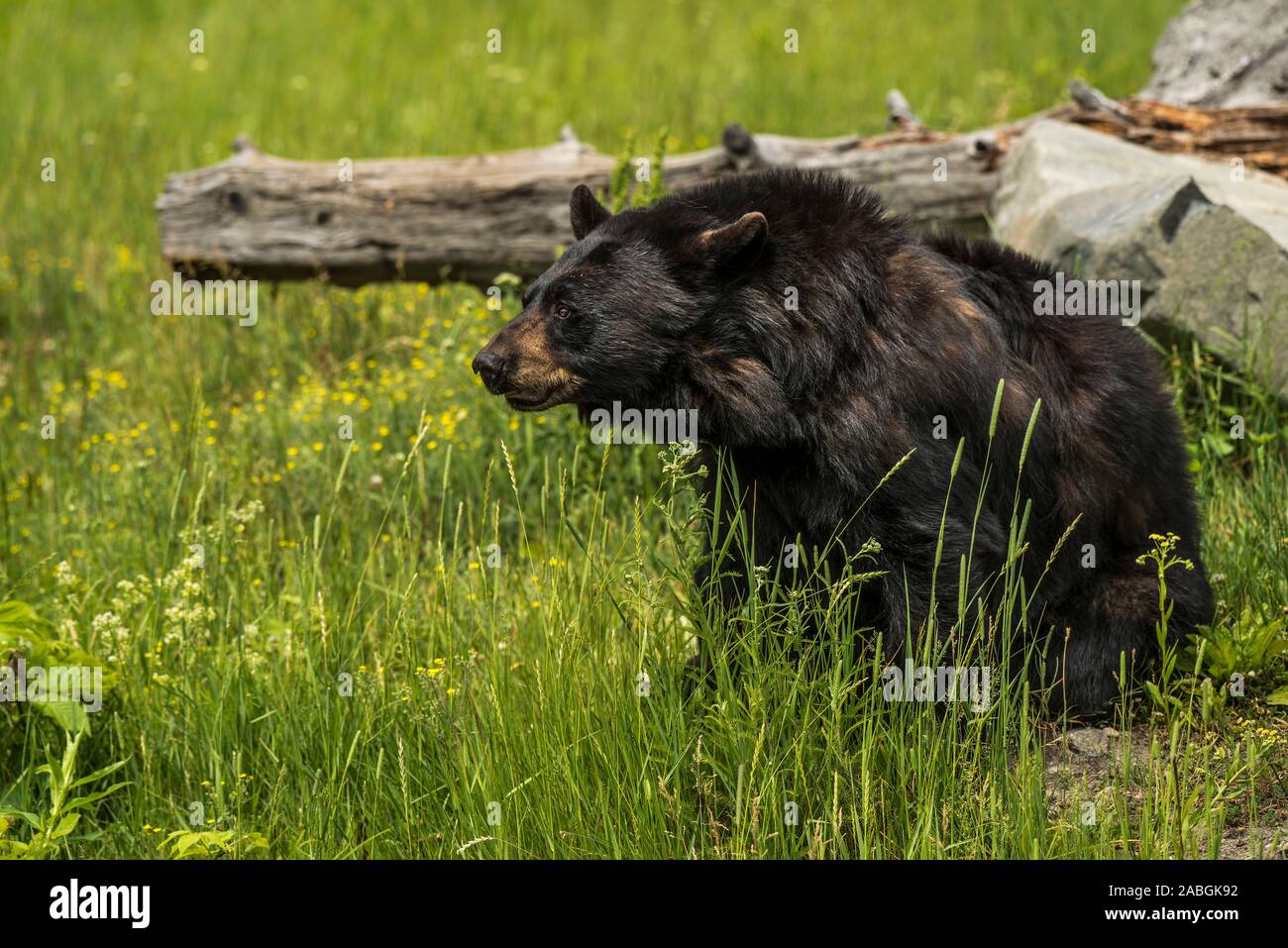 A Black Bear sitting in the green grass beside a fallen tree. Stock Photo
