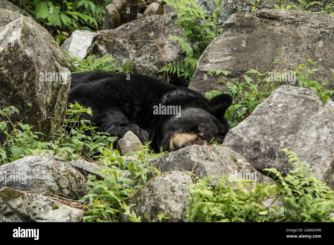 Black bear Sleeping on the ground. Stock Photo