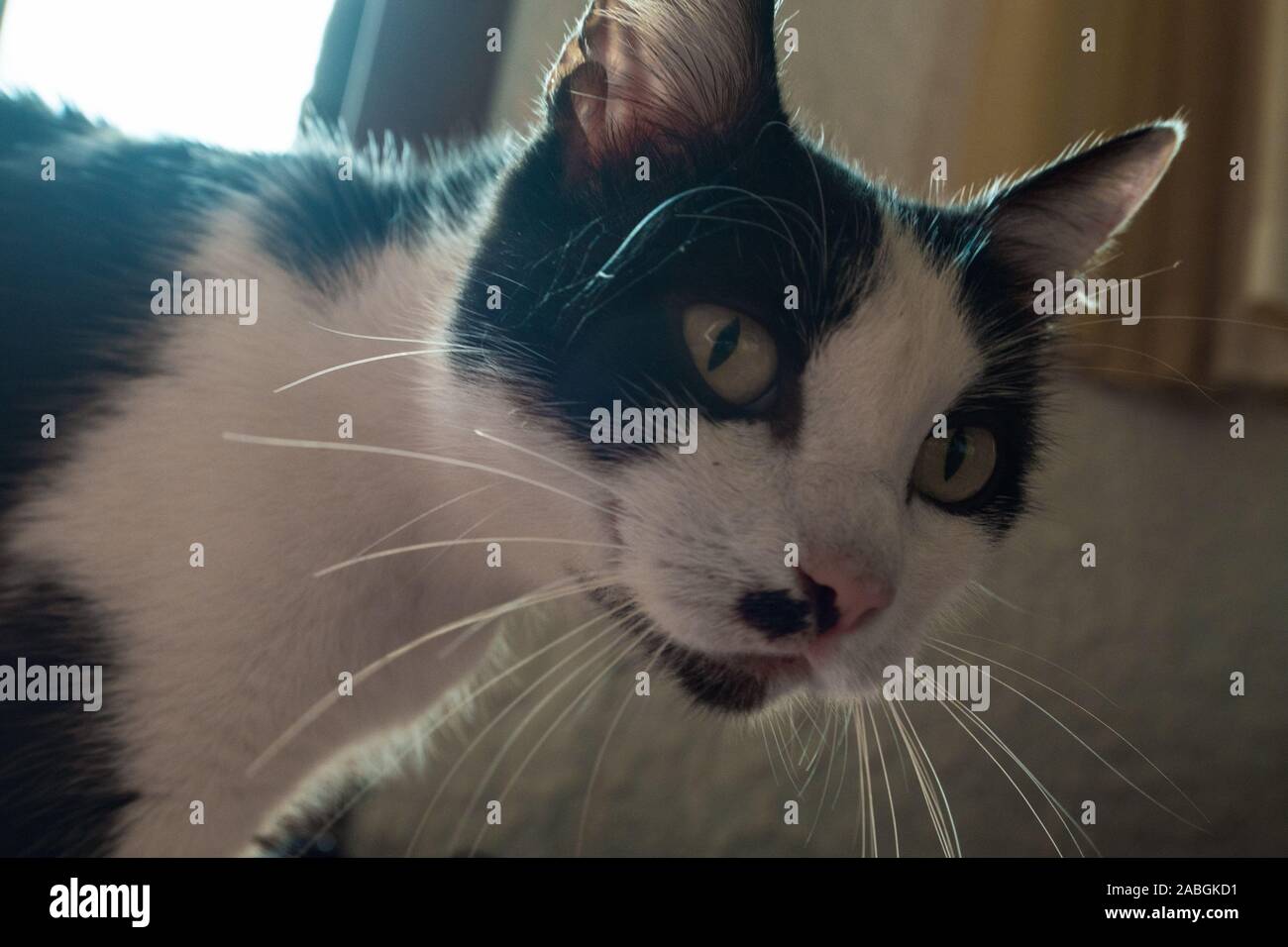 closeup of a cat face Stock Photo