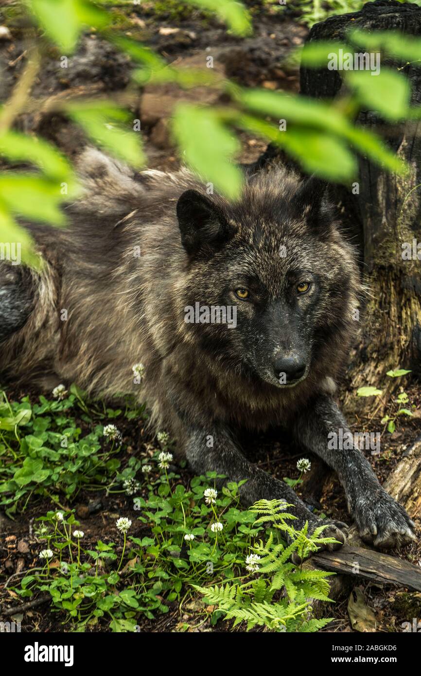 A Black Wolf resting on the ground on green vegetation. Stock Photo