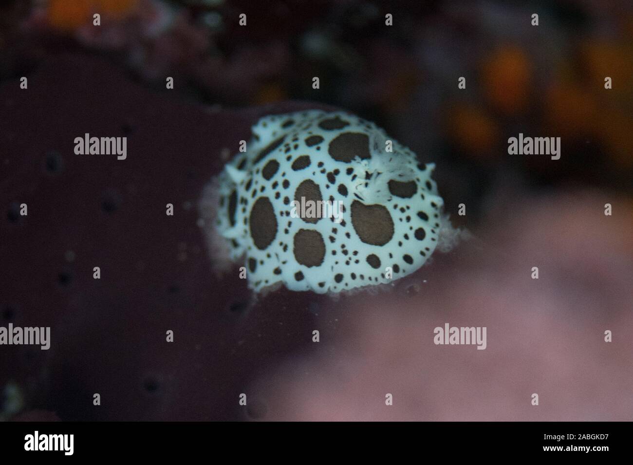 Dotted Sea slug Stock Photo