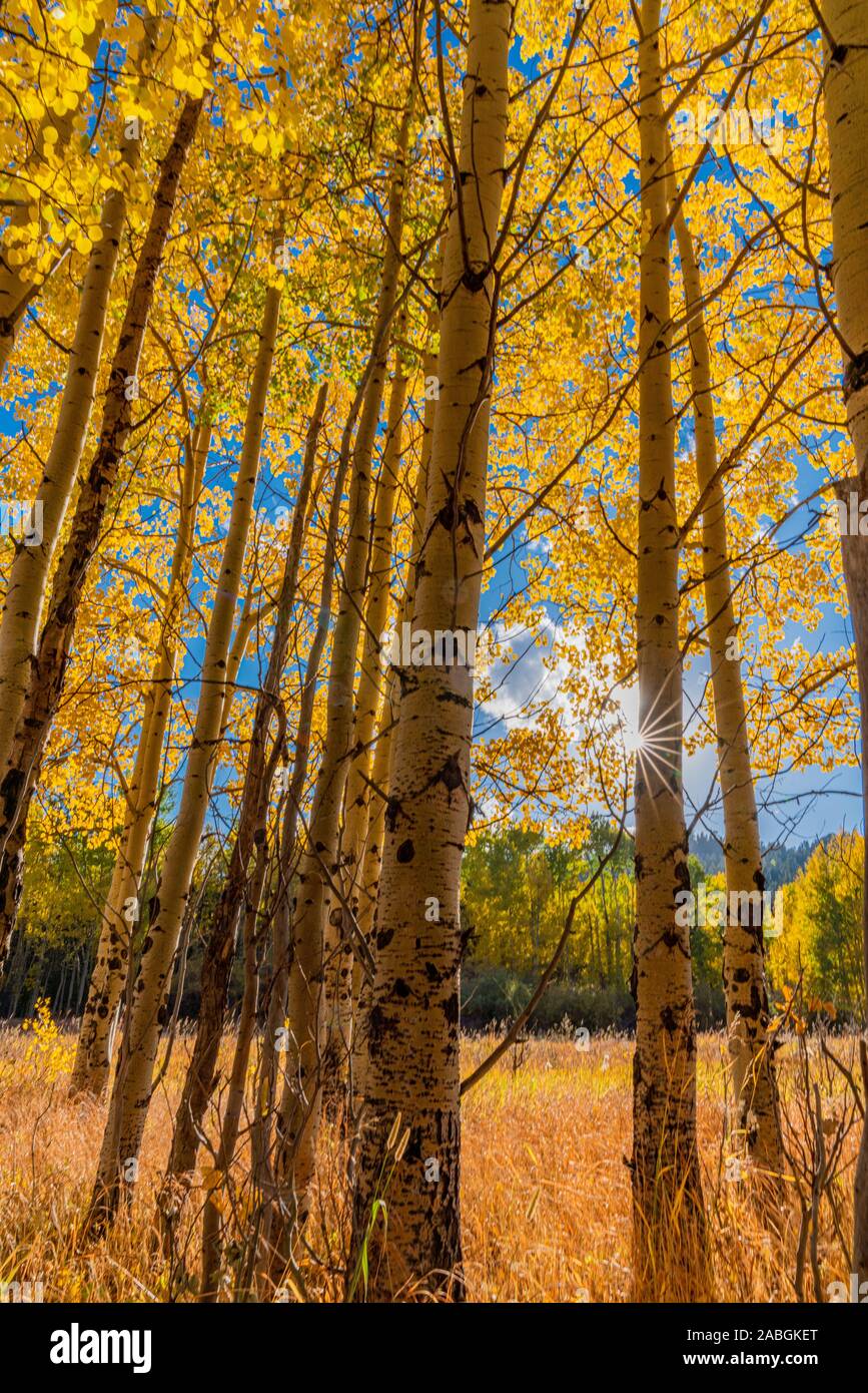 Aspen Leaves Changing in Golden Gate Canyon State Park Stock Photo