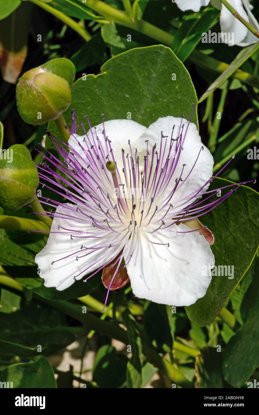Capparis spinosa (caper bush) is native to Southern Eurasia and Australia and classed as a draught resistant or xerophytic shrub. Stock Photo
