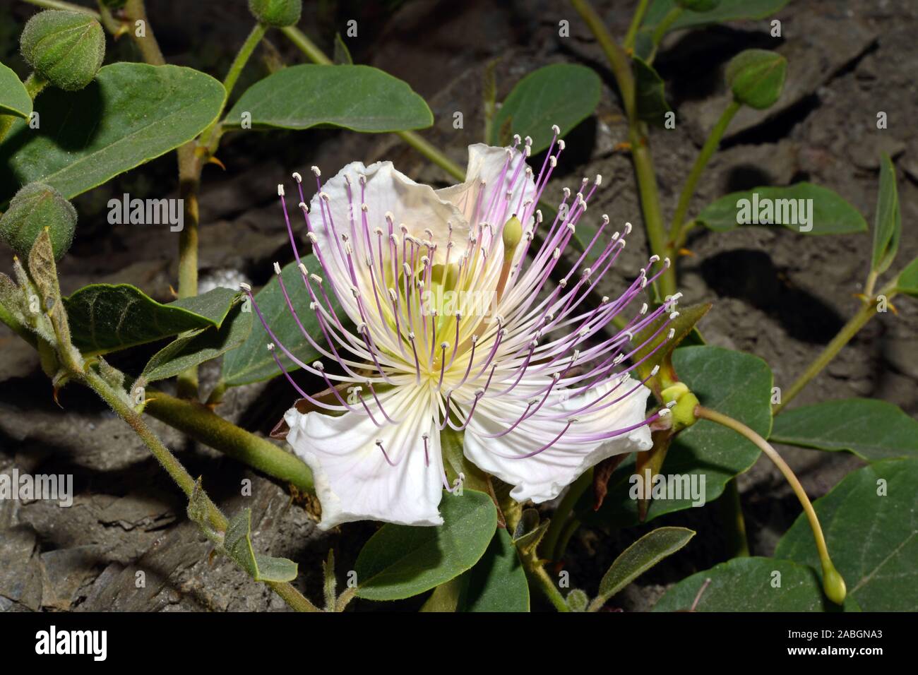 Capparis spinosa (caper bush) is native to Southern Eurasia and Australia and classed as a draught resistant or xerophytic shrub. Stock Photo