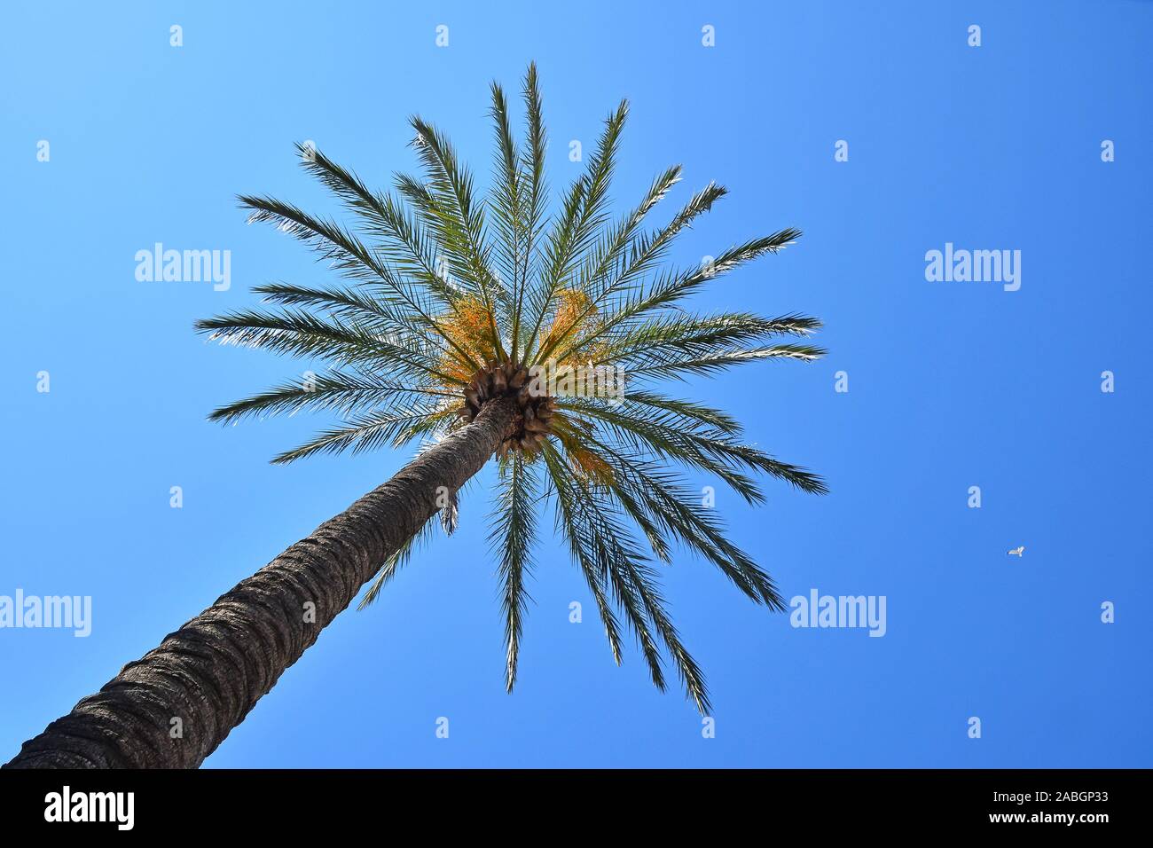 Close up palm tree leaves over clear blue sky with copy space, low ...