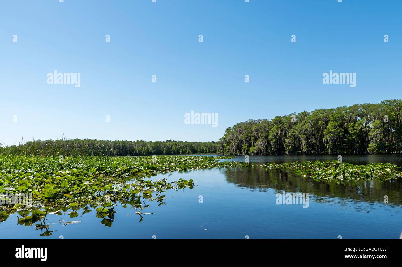 Central Florida lake, with trees on the shore and vegetation on the waters surface Stock Photo