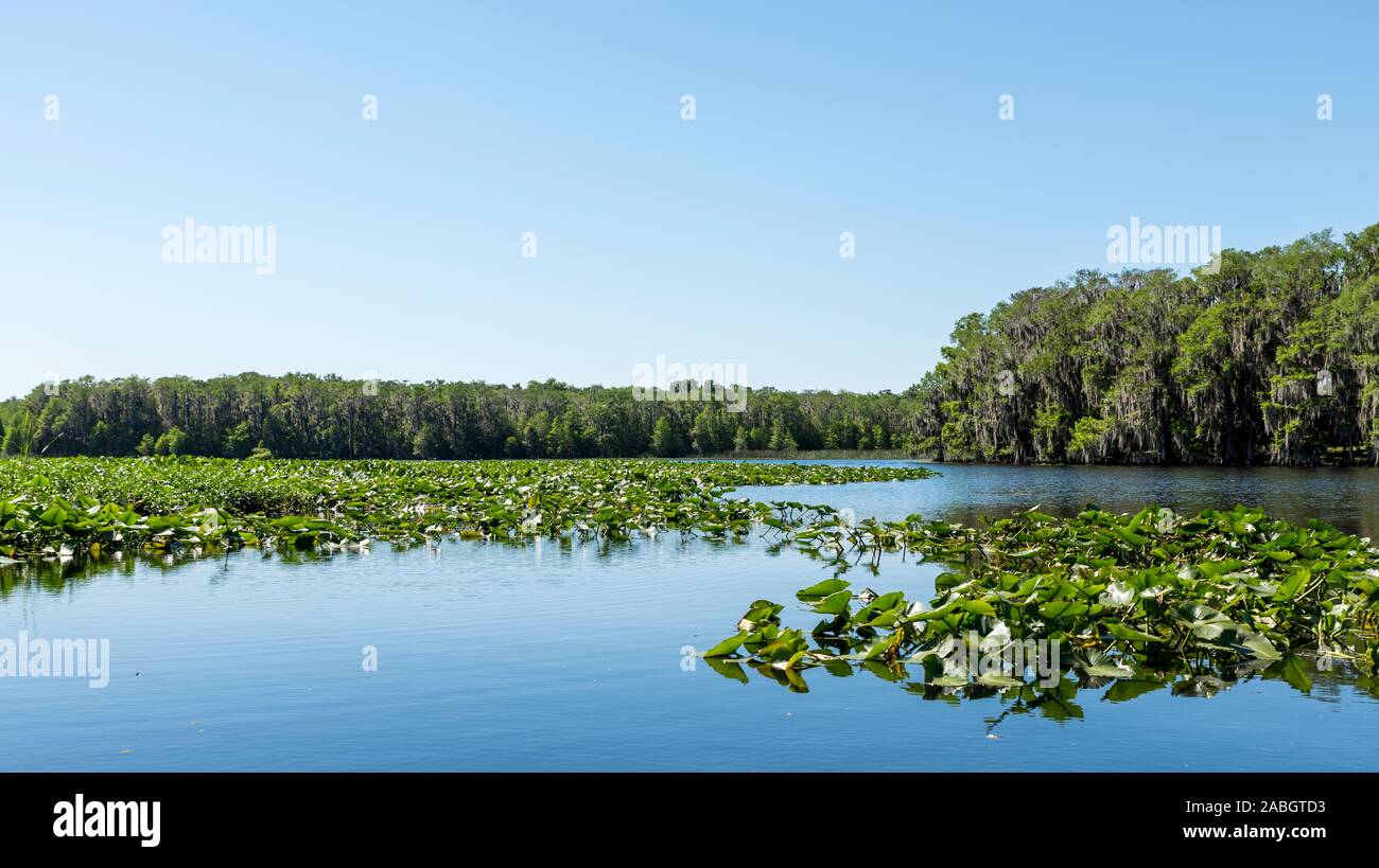 Central Florida lake, with trees on the shore and vegetation on the waters surface Stock Photo
