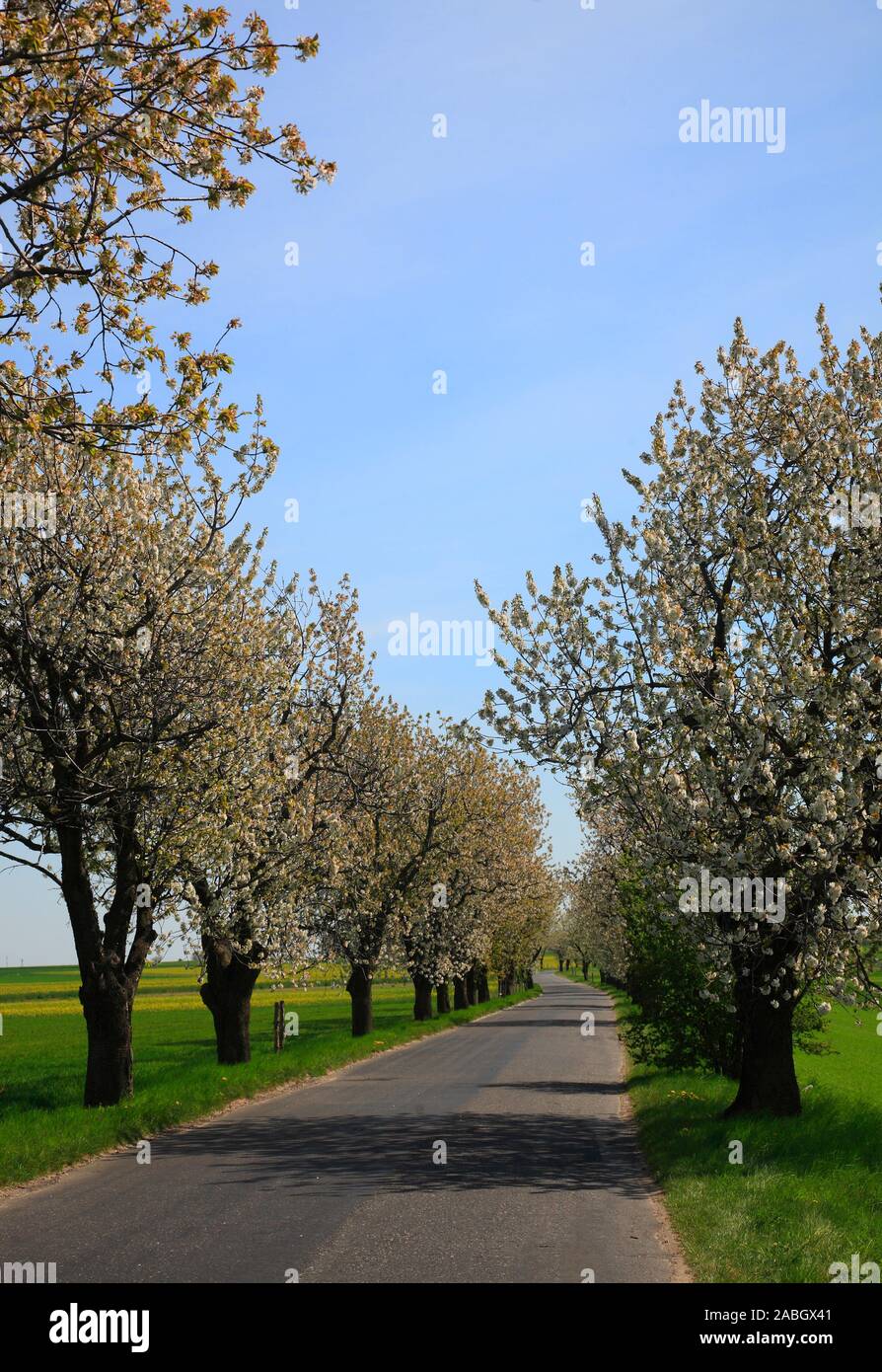 Cherry blossom near Holy Annaberg, Opole, Silesia, Poland, Europe Stock Photo