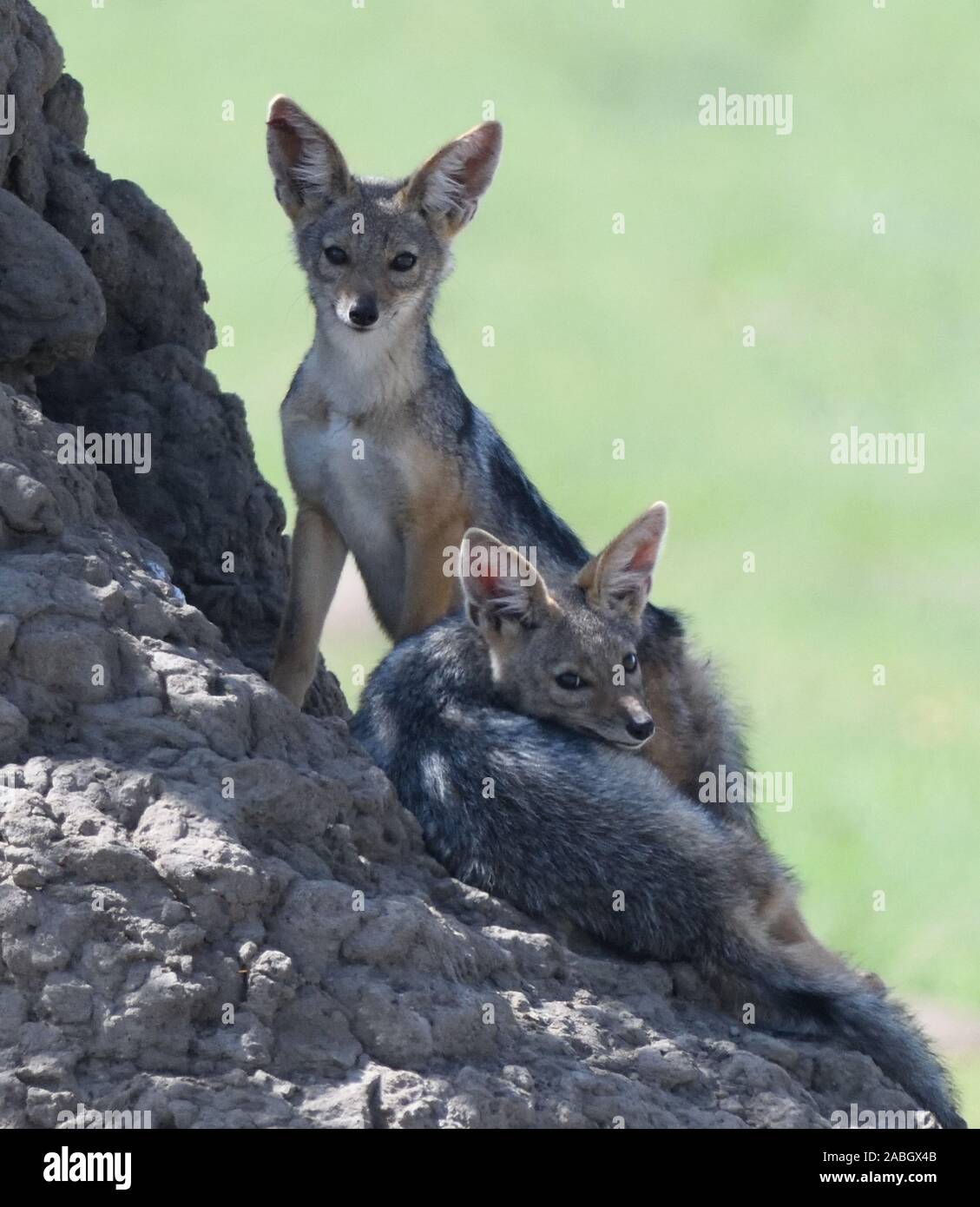 Black-backed jackal (Canis mesomelas) pups playing outside their den in a termite mound. Serengeti National Park, Tanzania. Stock Photo