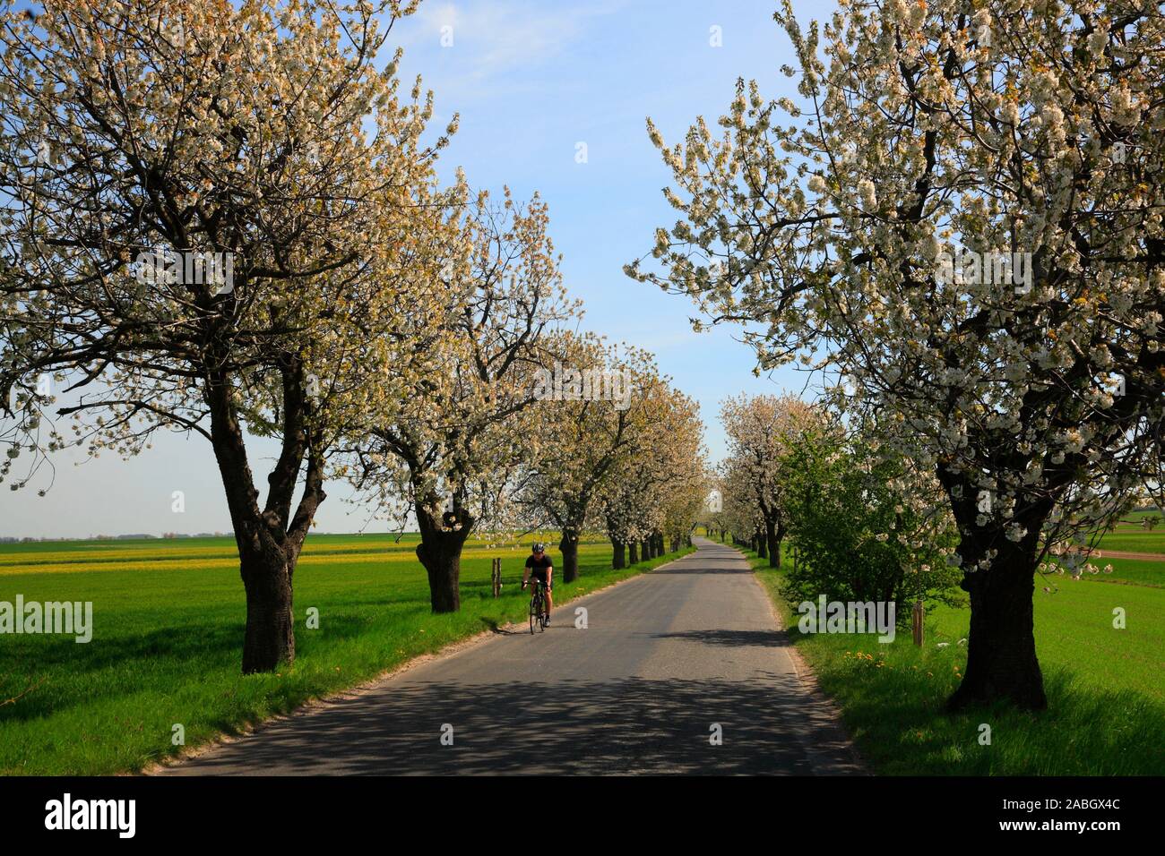 Cherry blossom near Holy Annaberg, Opole, Silesia, Poland, Europe Stock Photo