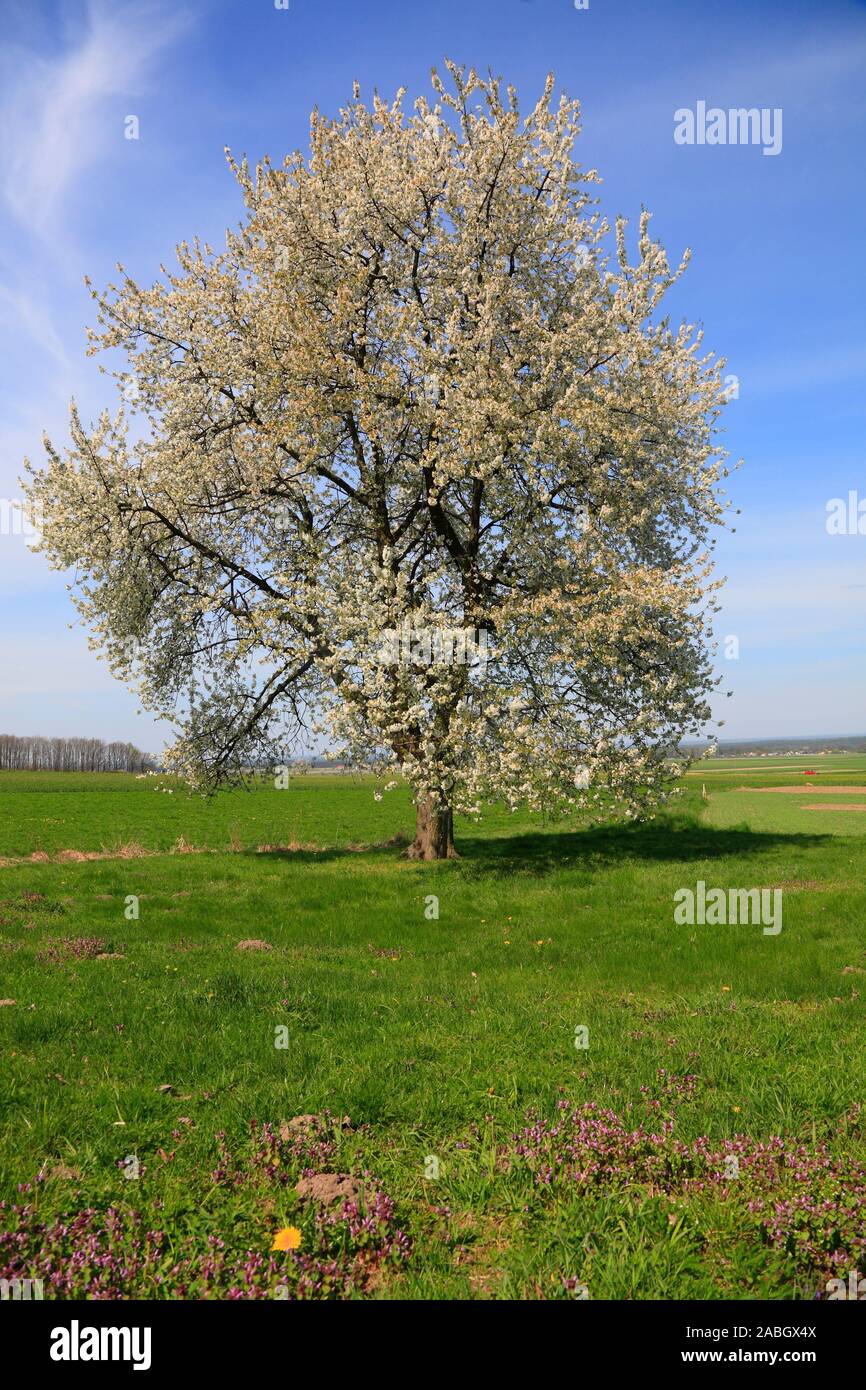 Cherry blossom near Holy Annaberg, Opole, Silesia, Poland, Europe Stock Photo