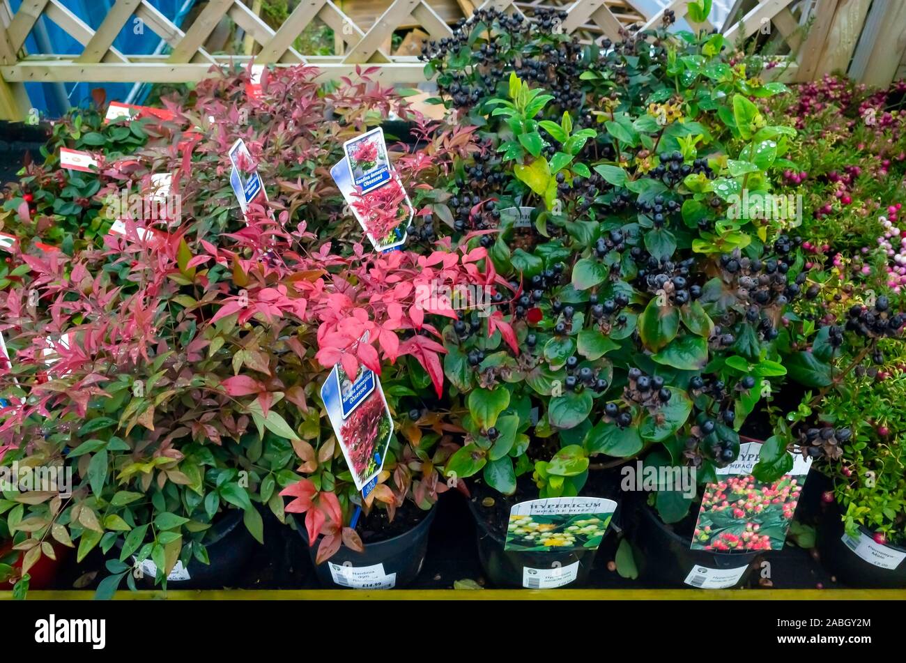 Garden centre display of several varieties of Hypericum flower plants in late autumn for sale as bedding plants for planting. Stock Photo