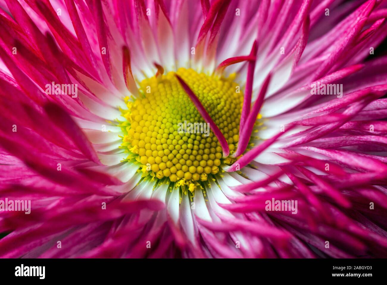 Red English daisy flower Stock Photo