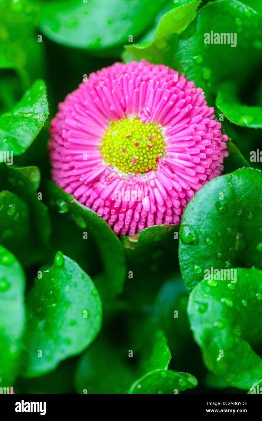 Pink English daisy flower grow between the leaves Stock Photo