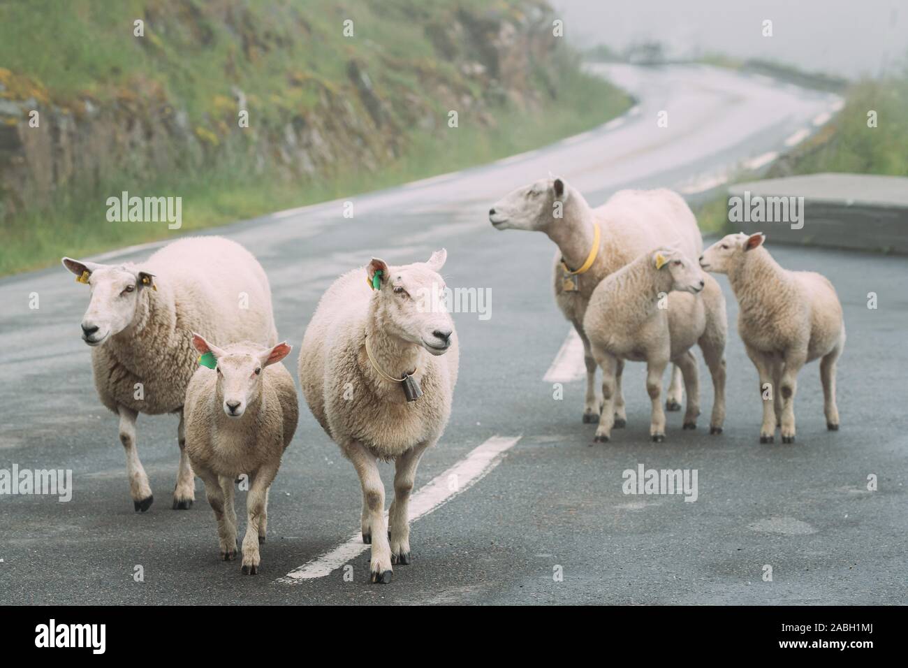 Norway. Escaped Domestic Sheep And Lamb Walking In Hilly Norwegian Road. Misty Spring Day. Sheep Farming. Stock Photo