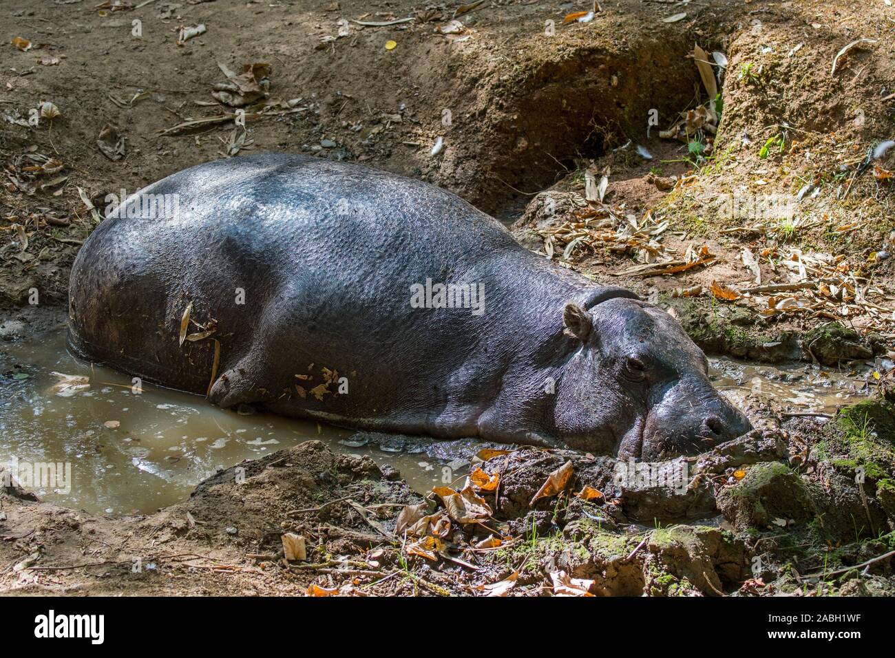 Pygmy hippopotamus (Choeropsis liberiensis / Hexaprotodon liberiensis) resting in mud hole / quagmire, hippo native to swamps of West Africa Stock Photo