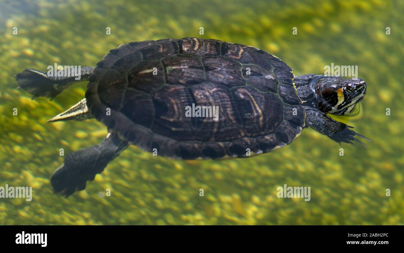 Big turtle is swimming on water Stock Photo - Alamy