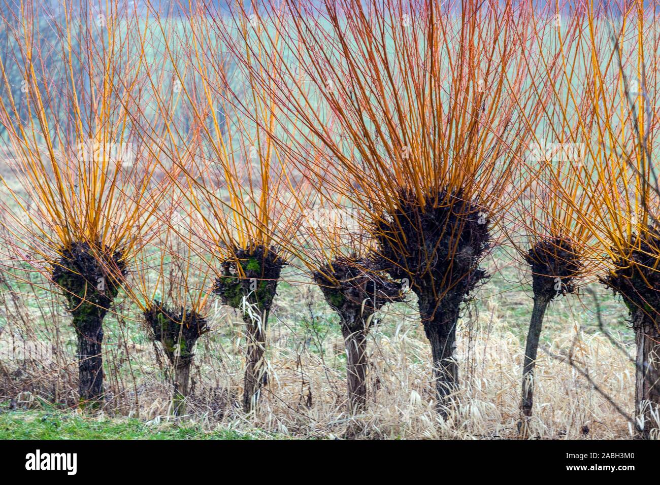 Basket willow tree, osier willow, Salix viminalis in row Stock Photo