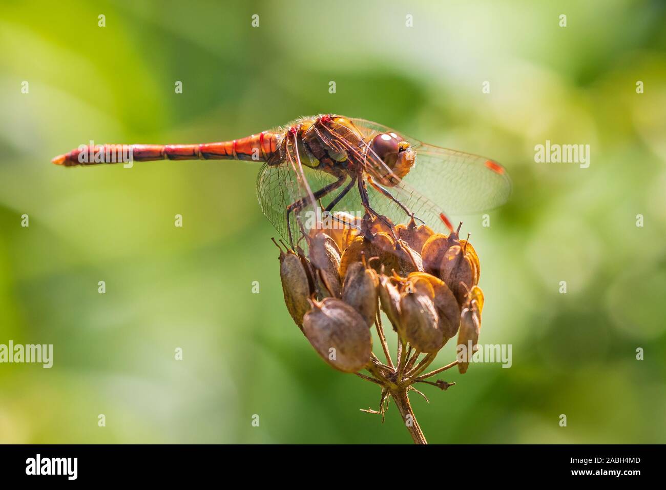 Sympetrum striolatum Common Darter wings spread he is drying his wings in the early, warm sun light Stock Photo