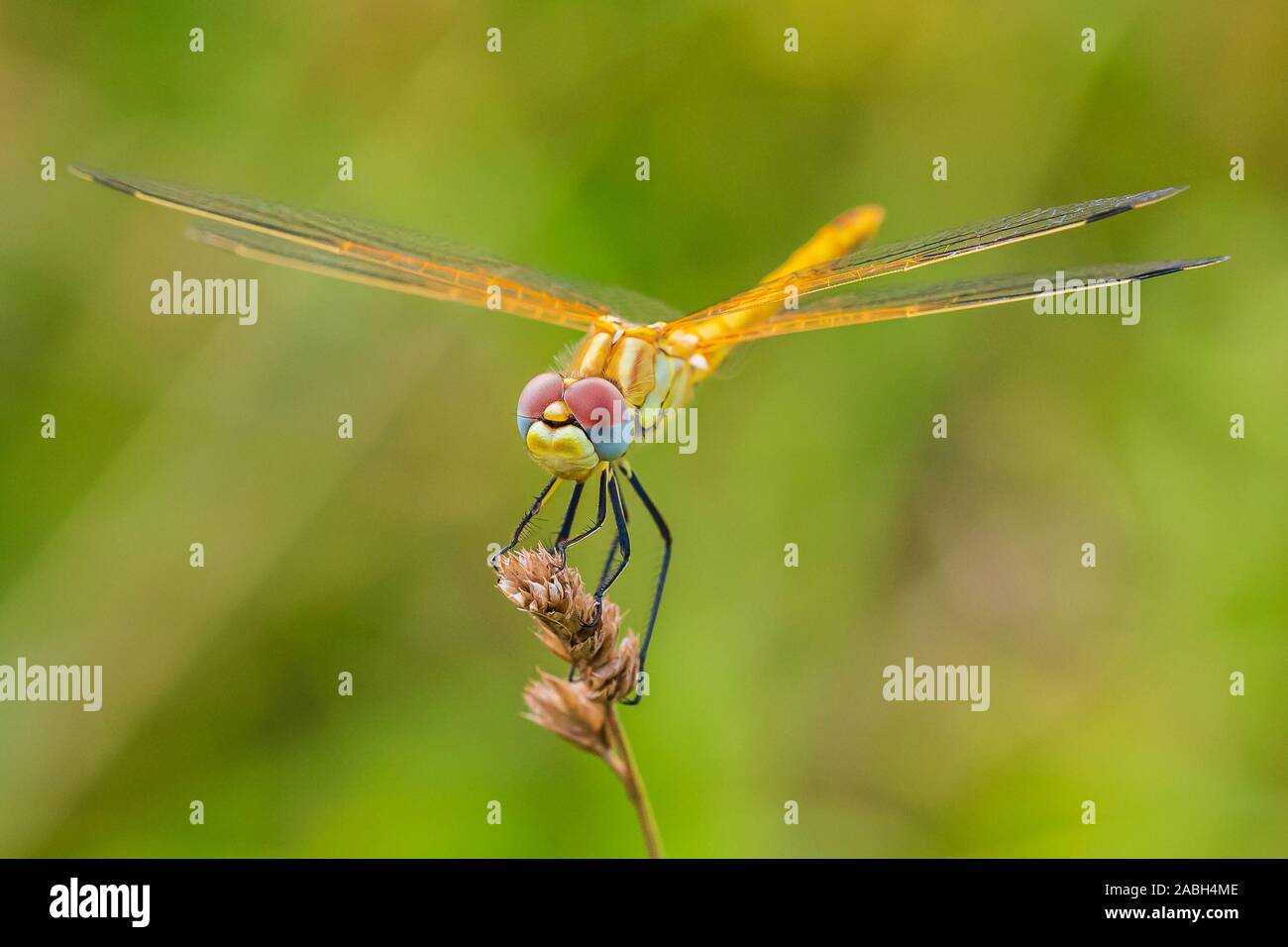 Close-up of a Sympetrum fonscolombii, Red-veined darter or nomad resting on vegetation Stock Photo