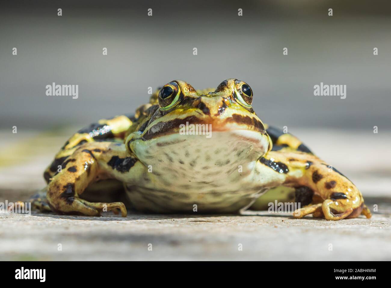 Closeup of a marsh frog, Pelophylax ridibundus, on a garden floor. Low point of view, selective focus. Stock Photo