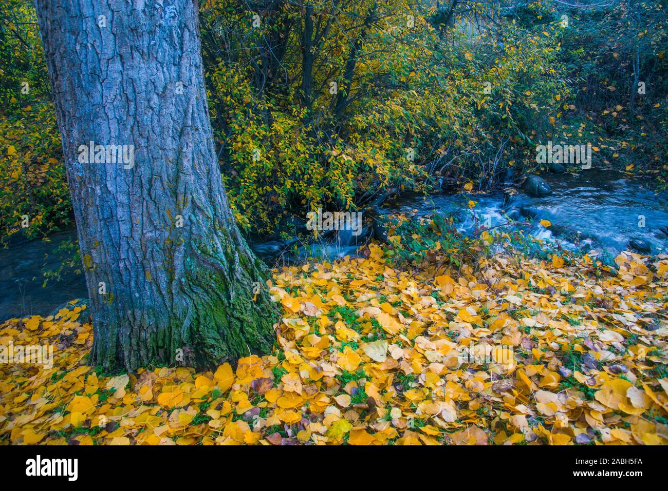Tree trunk and fallen leaves in Autumn. Stock Photo