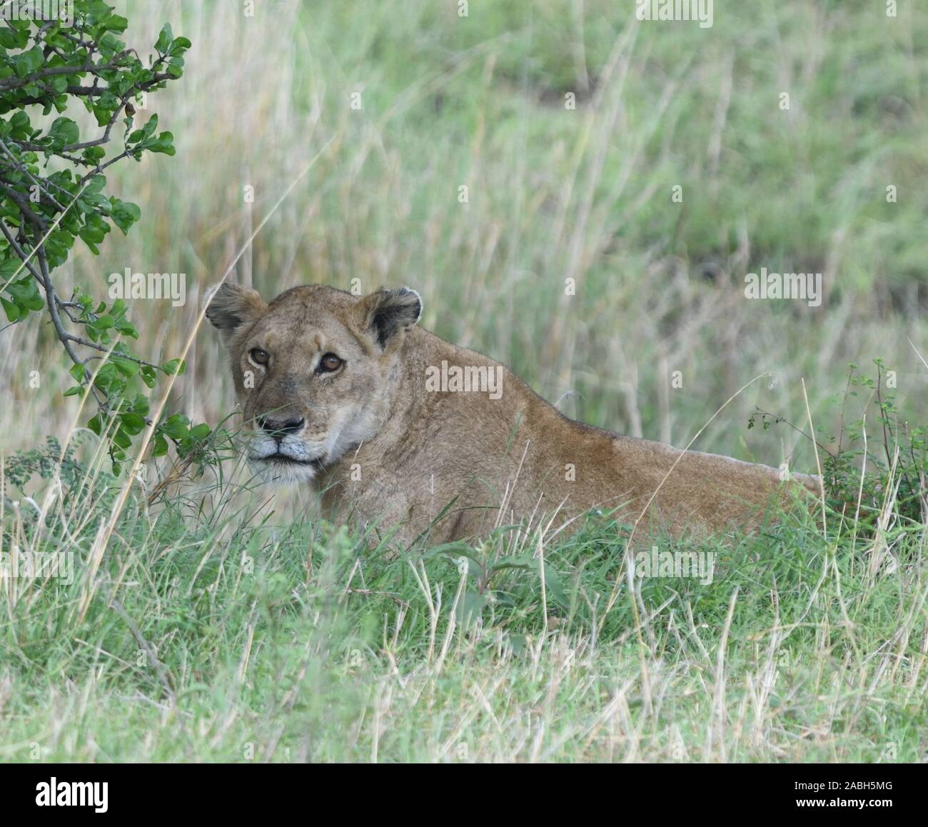 A female lion (Panthera leo) ovserves the world from the shelter of long grass. Serengeti National Park, Tanzania Stock Photo