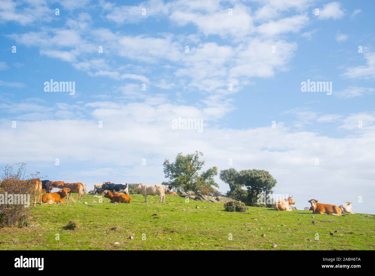 Cows lying on a meadow. Sierra Norte Nature Reserve, Guadalajara province, Castilla La Mancha, Spain. Stock Photo
