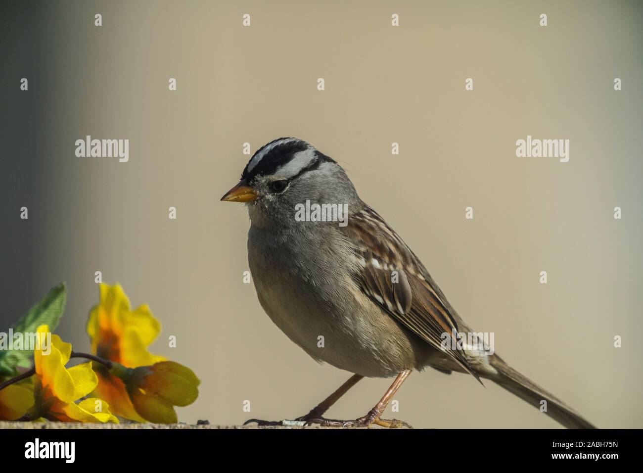 sparrow on cement wall with flowers Stock Photo