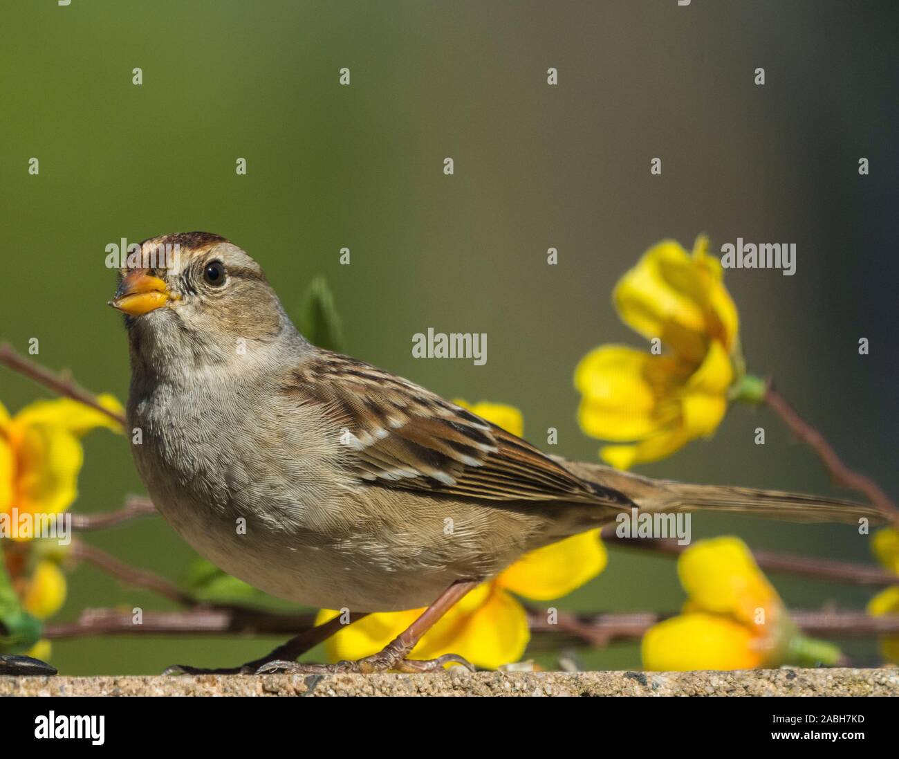 sparrow on cement wall with flowers Stock Photo