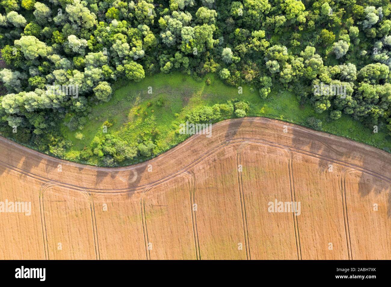 Aerial photo flying over yellow grain wheat field, ready for harvest, bordering green forest. Agricultural landscape Stock Photo