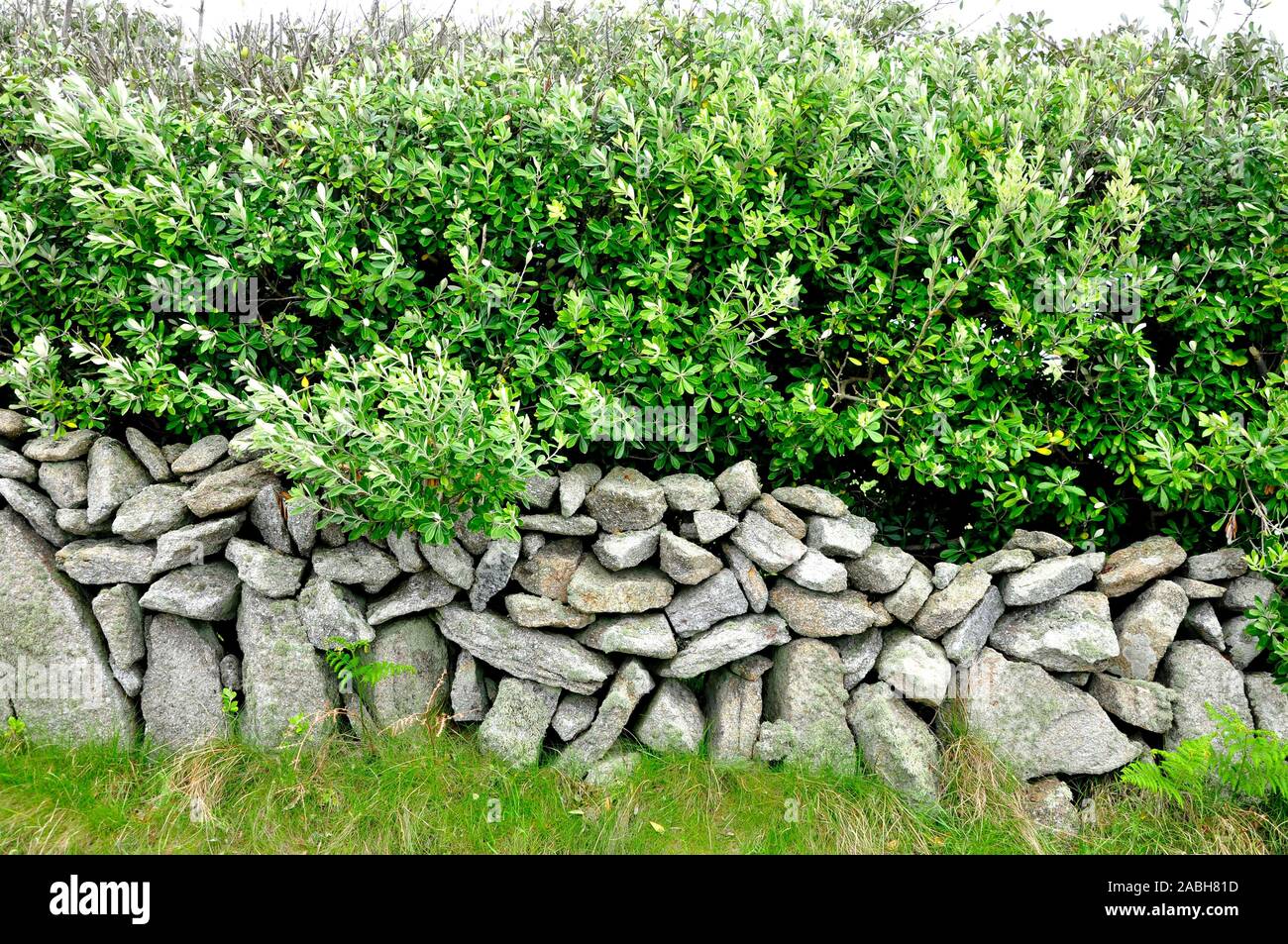 Granite dry stone wall on St Mary's, Isles of Scilly.Cornwall, UK. With pittosporum hedge behind. Stock Photo