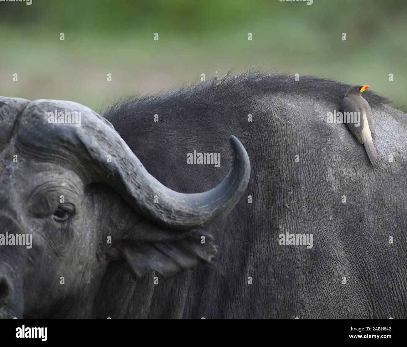A yellow-billed oxpecker (Buphagus africanus) on the back of a Cape buffalo (Syncerus caffer). Serengeti National Park, Tanzania. Stock Photo