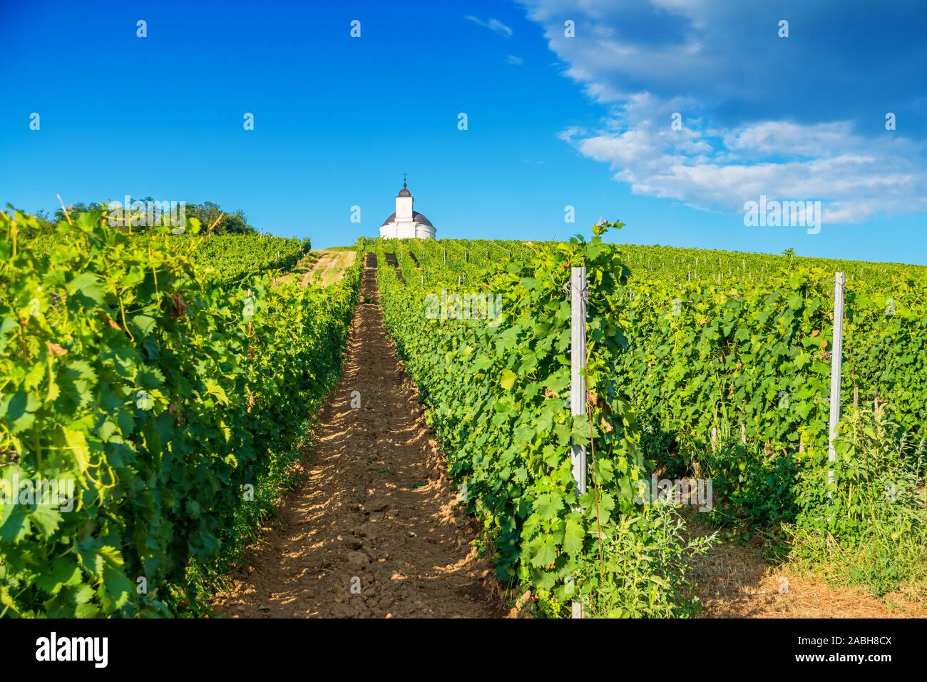 Vineyard in the historic Tokaj wine region of Hungary, a Unesco World Heritage Site. Stock Photo