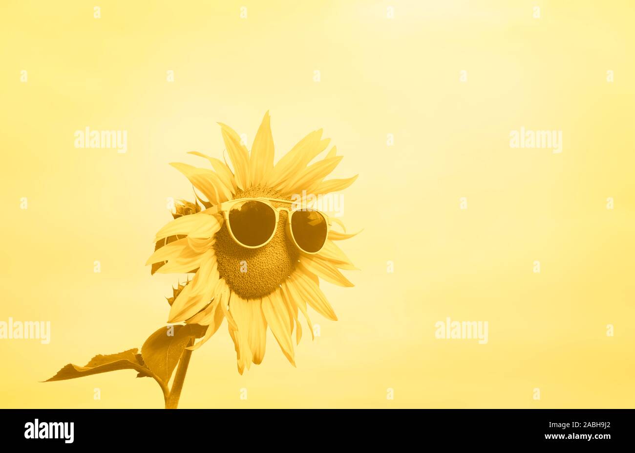 Monochrome sunflower with sunglasses against a yellow background. Summer background in yellow shades. Summer colors and funny sunflower. Summer heat. Stock Photo