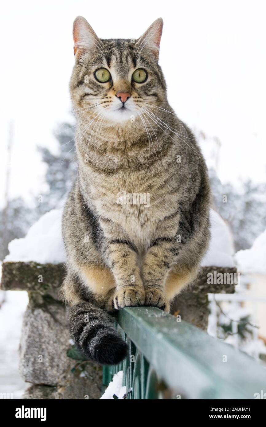 Cat sitting on the fence in the winter Stock Photo - Alamy