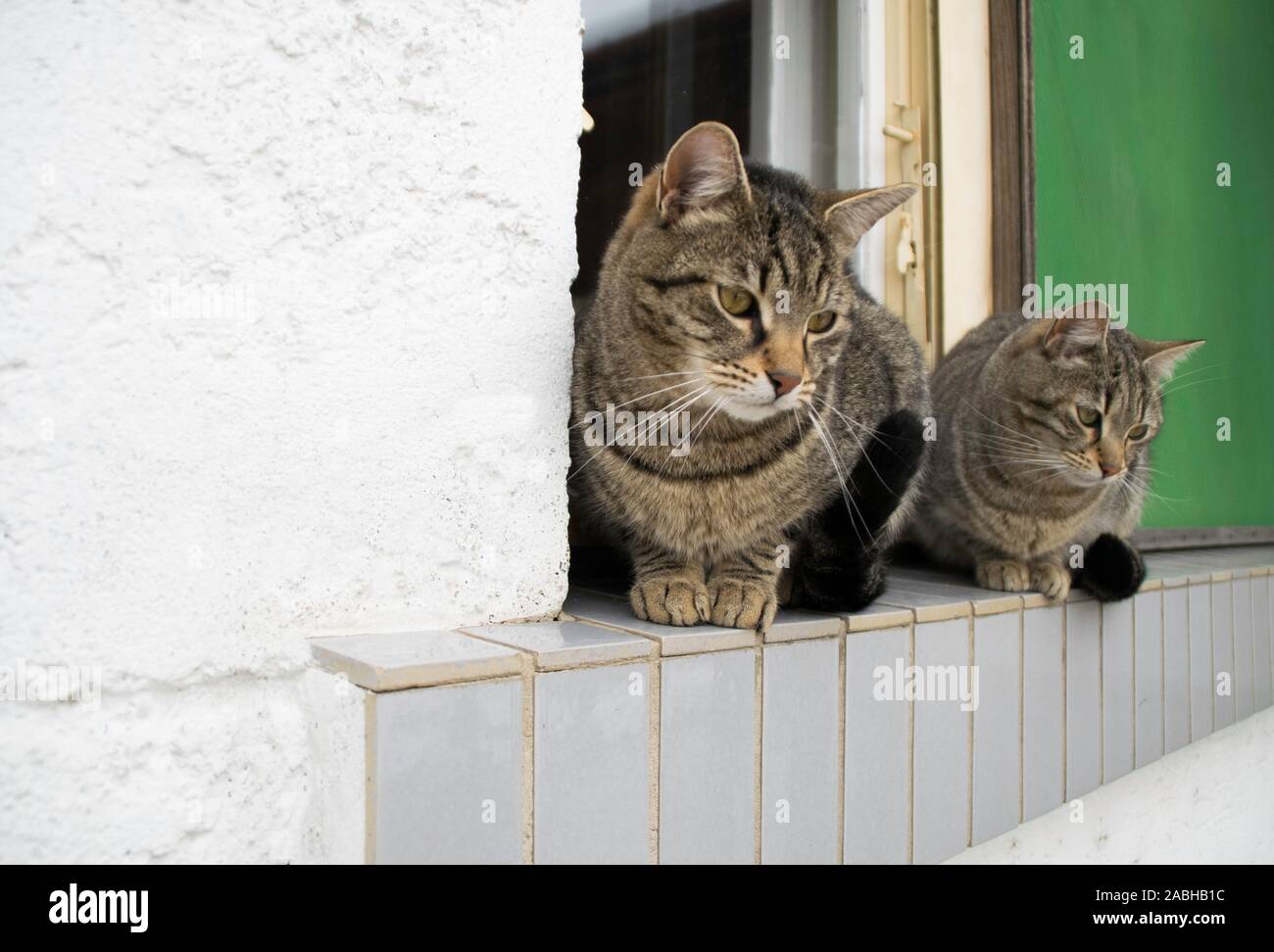 Two fluffy striped cats on the window - outside. Stock Photo