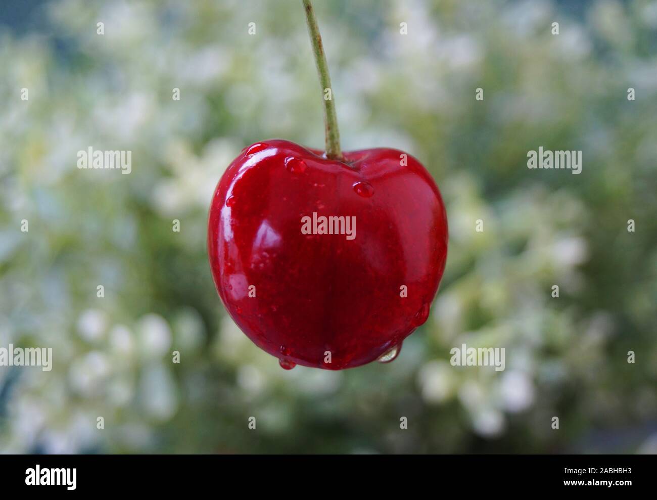 Red wet cherry shining on hi-res stock photography and images - Alamy