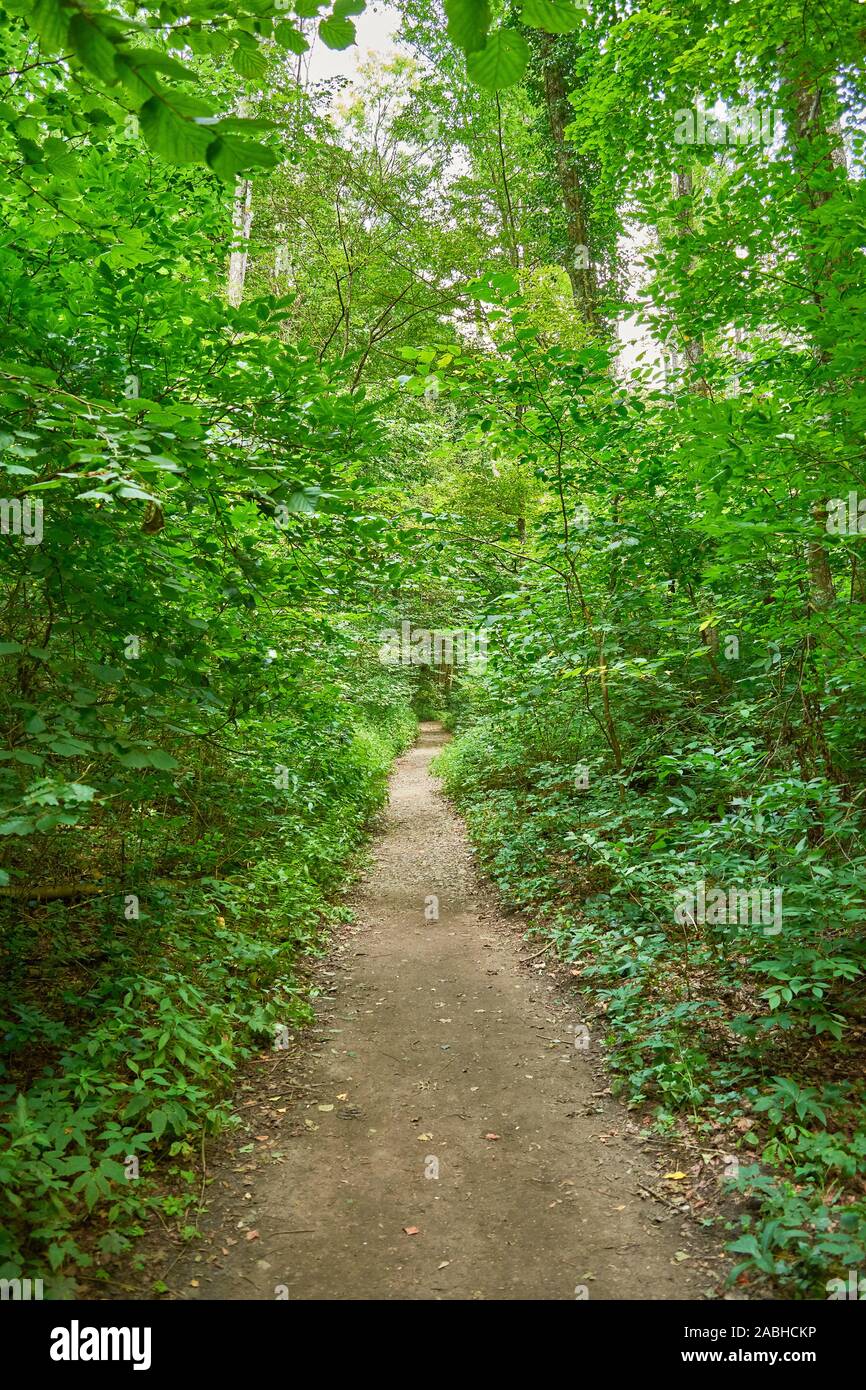 Pathway in the forest Stock Photo
