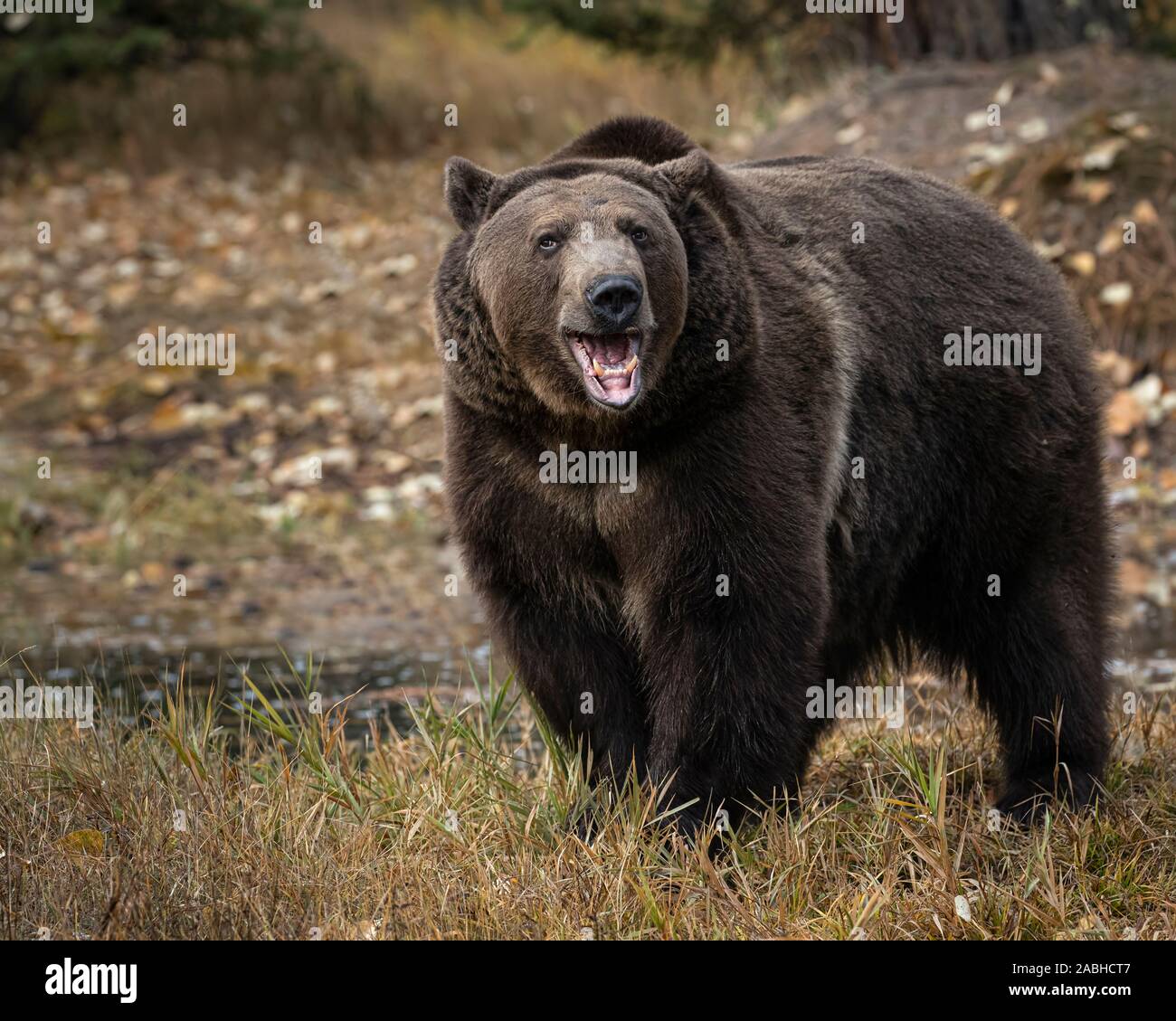 Grizzly Bear in fall colors Stock Photo - Alamy