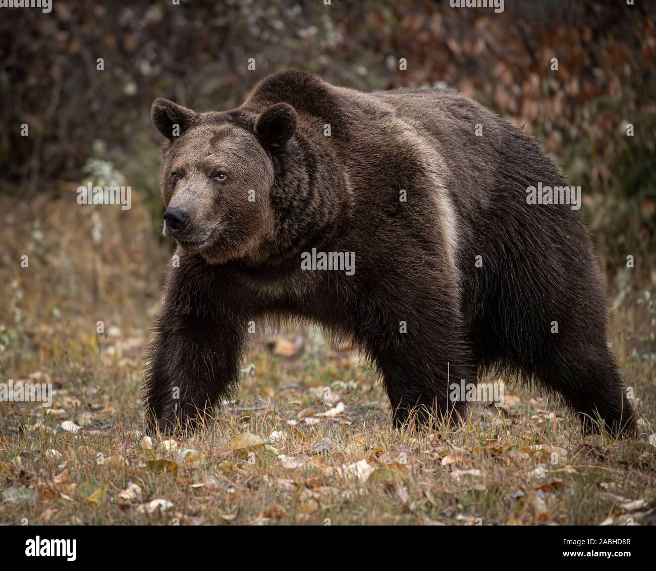 Grizzly Bear in fall colors Stock Photo - Alamy