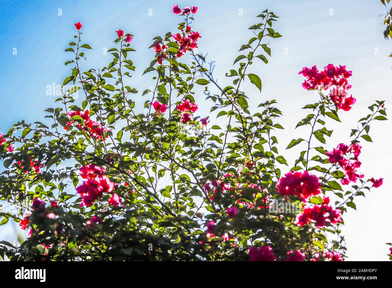Bugambilia flowers. flores de Bugambilia. Álamos, Sonora Mexico, a magical and colonial town. This Mexican villa was known as Real de Los Alamos or L Stock Photo